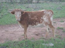 Saddle's Sweetheart WI