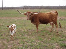 ZD DELTA TEXAS CASH