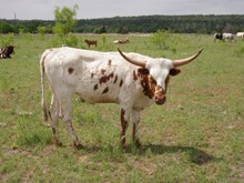 WI Tempting Tx Pearls